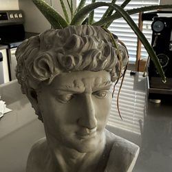 Aloe Vera In Bust Head