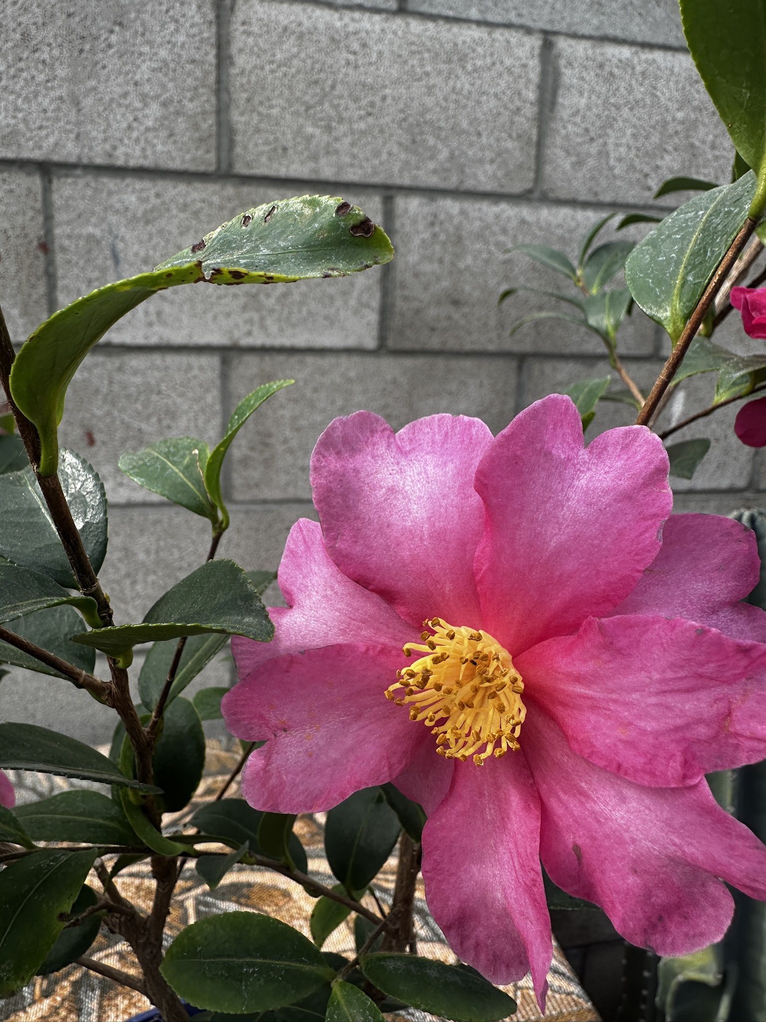 Camelia Yuletide Bonita