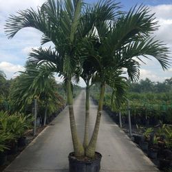 Christmas Palms For Sale