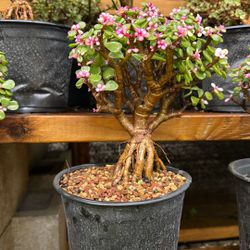 Bonsai Tree,  Rare Dawrf Jade. 