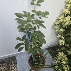 Tabebuya Yellow Tree 