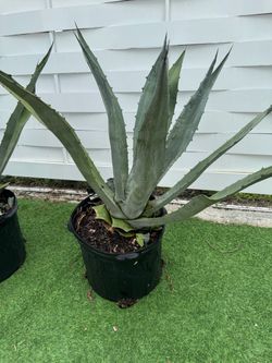 Blue agave