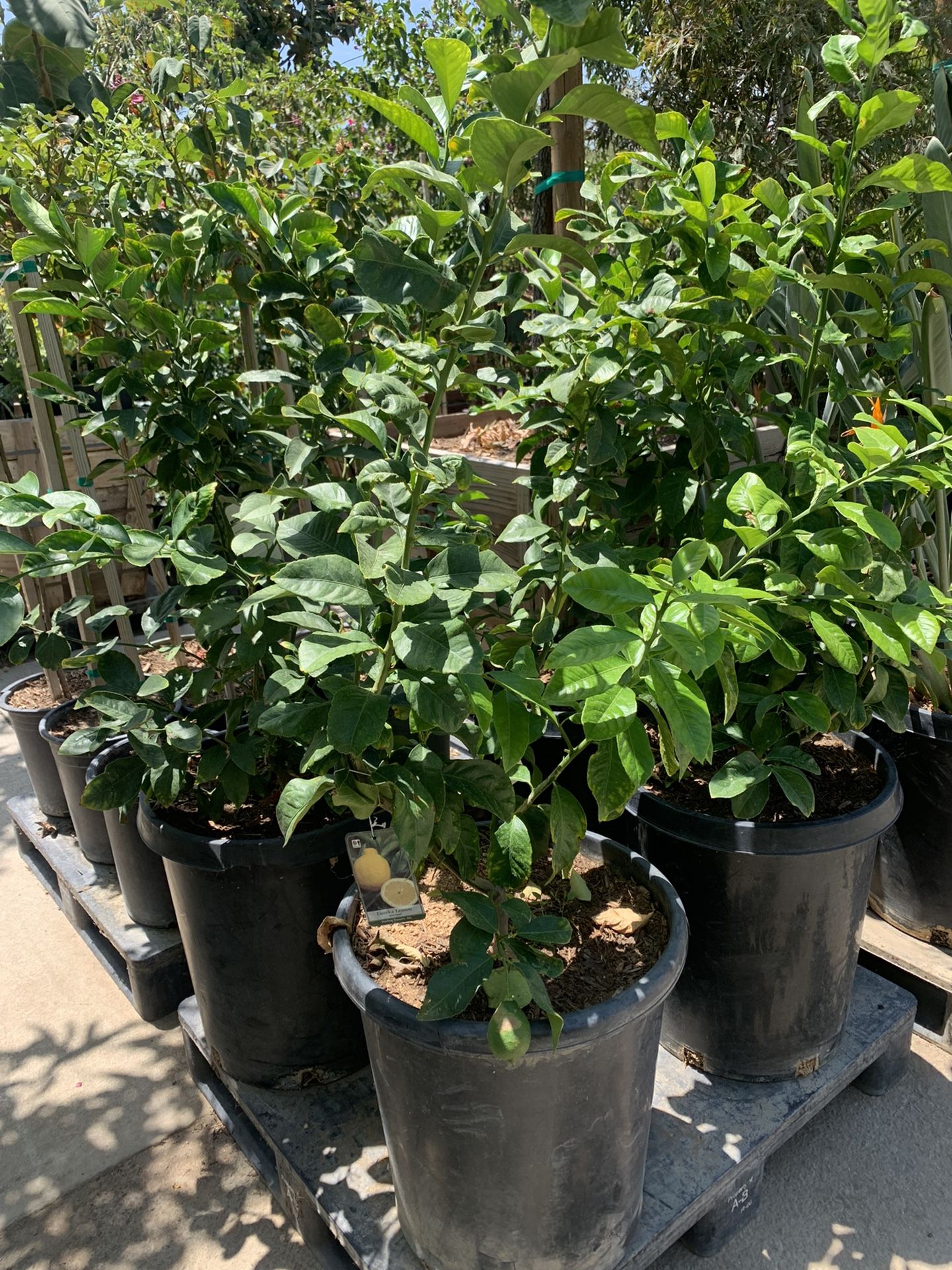 Eureka Lemon Tree 15gal Lawn & Garden