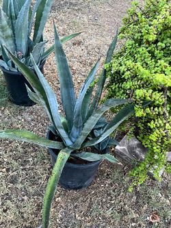 Two Agave And Elephant Food Plants