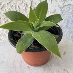 4 Inch Pot Succulent Plant - Foxtail Agave Attenuata - Swan’s Neck - Elephant's Ttrunk - Rooted & Established Plant - Drought Resistant - 🪴