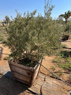 Add an Olive Tree to Your Landscape – 36”