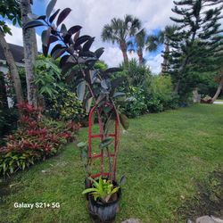 Rubber tree