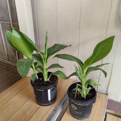 CANNA LILY YELLOW FLOWER EXTERIOR PLANT.  Each One /$10 / Cada Una .  / NELLIS BLVD & CHEYENNE AVE.