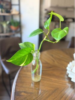 Rooted Golden Pothos Vine in Glass Bottle