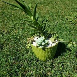 Succulents