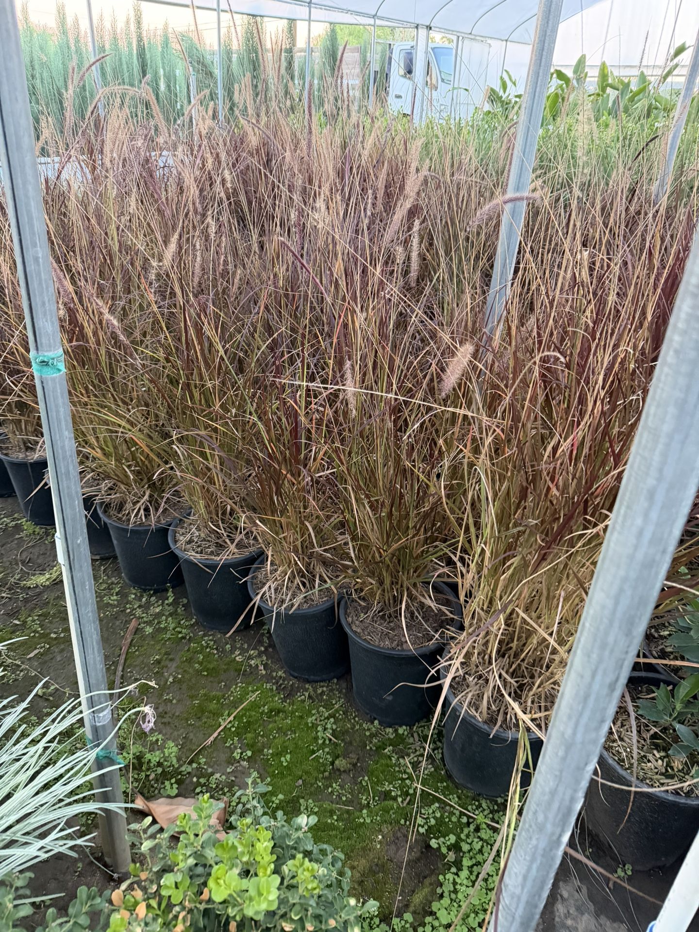 Purple Fountain Grass 5 Gal