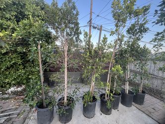Ten 6 foot Ficus Banyan Trees