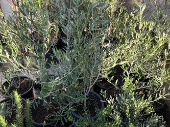 Olive trees 5 gallon pot 20$ each