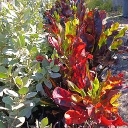 Beautiful Croton Privacy Hedge Plants 3gl $8🌿🌿