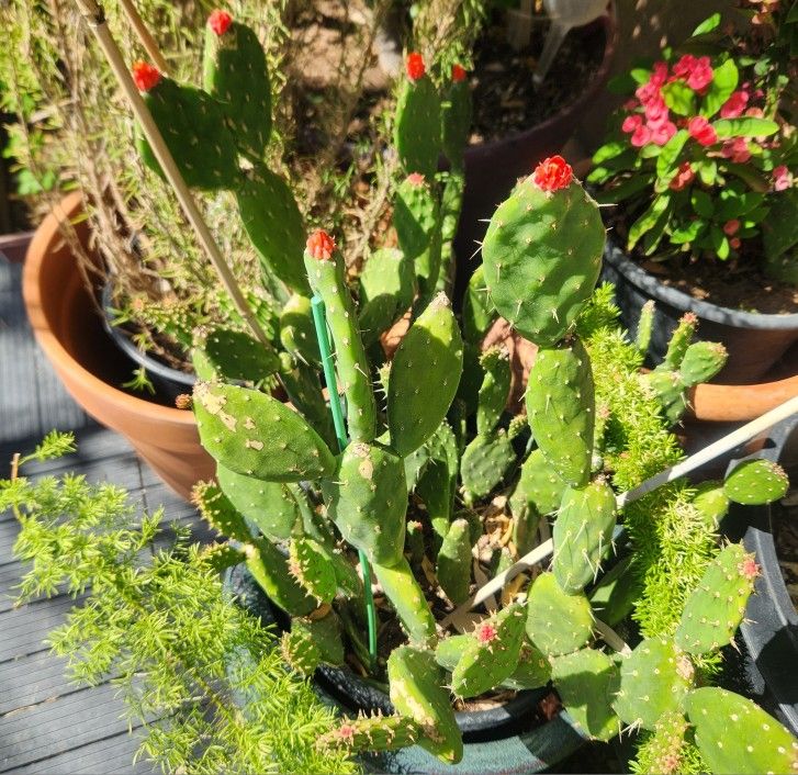 Miniature Pricklypear/ Nopal Miniaturo