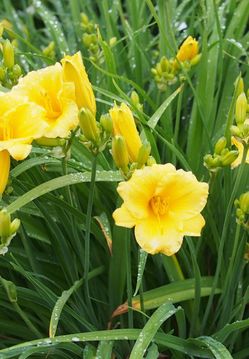 Stella Dora lily plants
