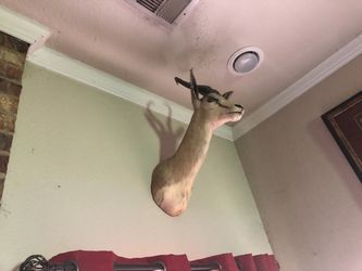 Cape Springbok Taxidermy for 800 (negotiable price)