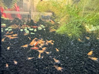 Sunkist Neocaridina shrimp decoration