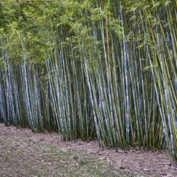 Clumping Blue Bamboos ~ B. chungii  &  B. chungii 'Barbellata'