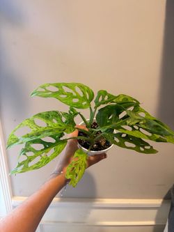Monstera Milky Way Swiss Cheese