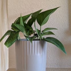 Healthy Beautiful Indoor Plant(Large Pothos)