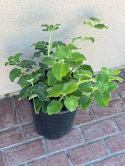 Oregano