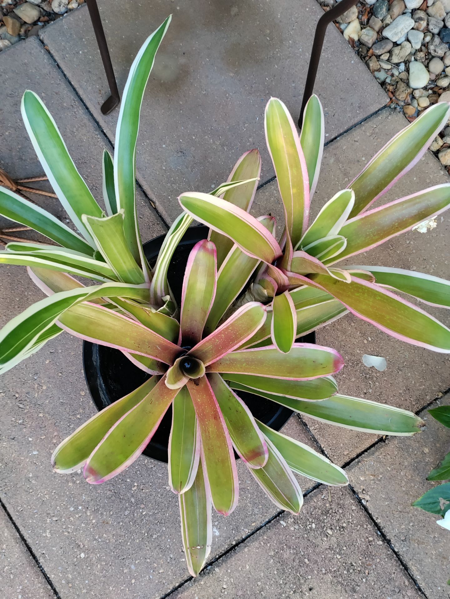 Beautiful plant