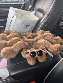 Build a bear jumping spider