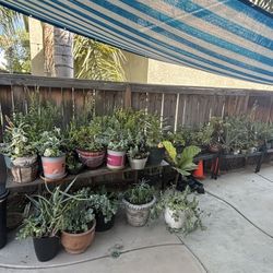 Succulent Plants !!! 