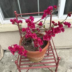 Bougainvillea-Bugambilia Plant 🪴 On Clay Pot