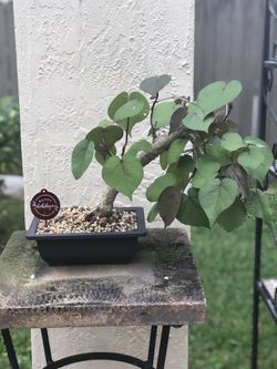 Bonsái Sea Hibiscus
