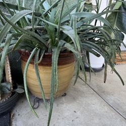 Please Read..Tables , Rocking chairs , Plants Bench Etc Pls 