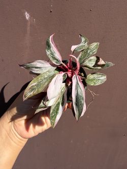 2” pink princess marble