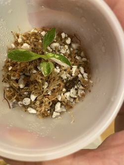 Rare Baby Pink Princess Philodendron 