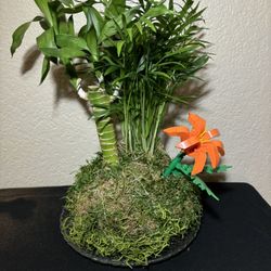 Live Kokedama Moss Ball Planter – Neanthe Bella Palm, Lucky Bamboo And Stack-it-blocks Flower– Handmade