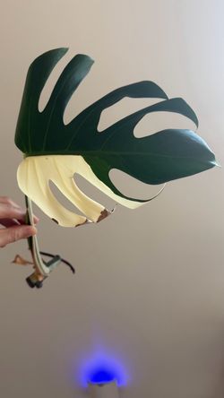 Monstera albo half moon