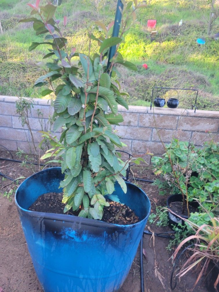 Guava Tree 🌳 White Color 