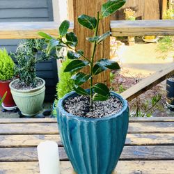 Live outdoor Sweet Bay Laurel tree (Bay Leaf) plant in a ceramic planter pot—firm price
