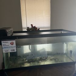 40 Gallon Tank With Filter And Fish And Heater 