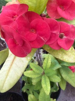 Crown of thorns