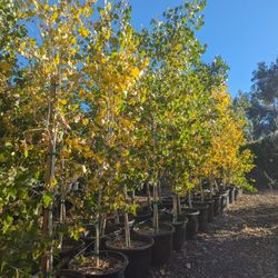 $225 Each Male Cottonwood Trees Fast Growing 