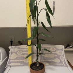 Large Lucky Bamboo In Decorative Glazed Ceramic Pot 