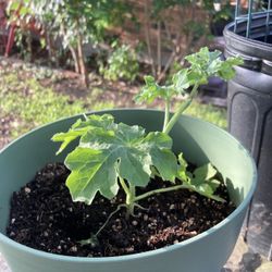 Watermelon  Plant
