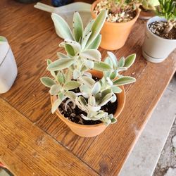 Panda Plant Succulent 