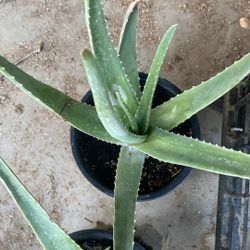 Aloe Vera Plants