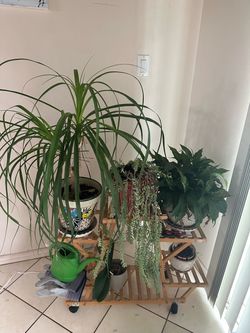 Sell 3 plants plus the stand