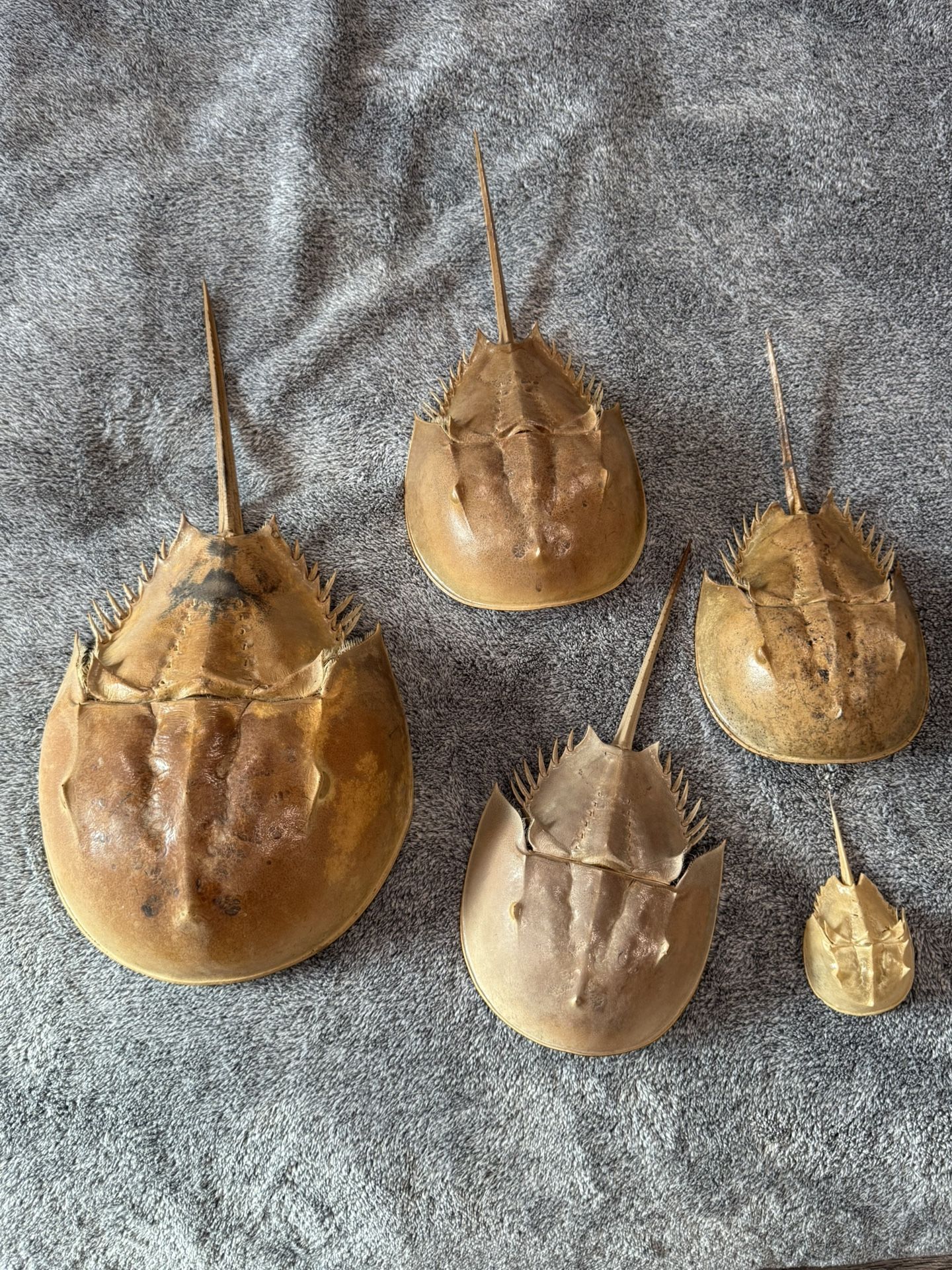 Horseshoe Crab Molts - Mixed Sizes