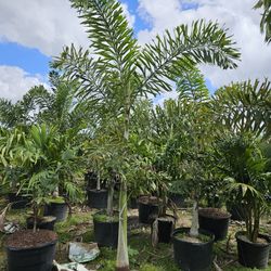 Foxtail Palms Adonidias Crhistmas Palms Robelines  5 Feet Staring  $45 Tall Full Green  Fertilized  Ready For Planting Instant Privacy Hedge  Same Day