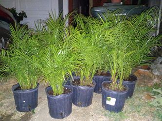 10 Pigmy Date Palms