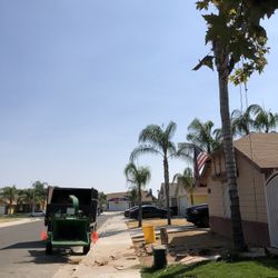 🌴Tree Trimming 🌳